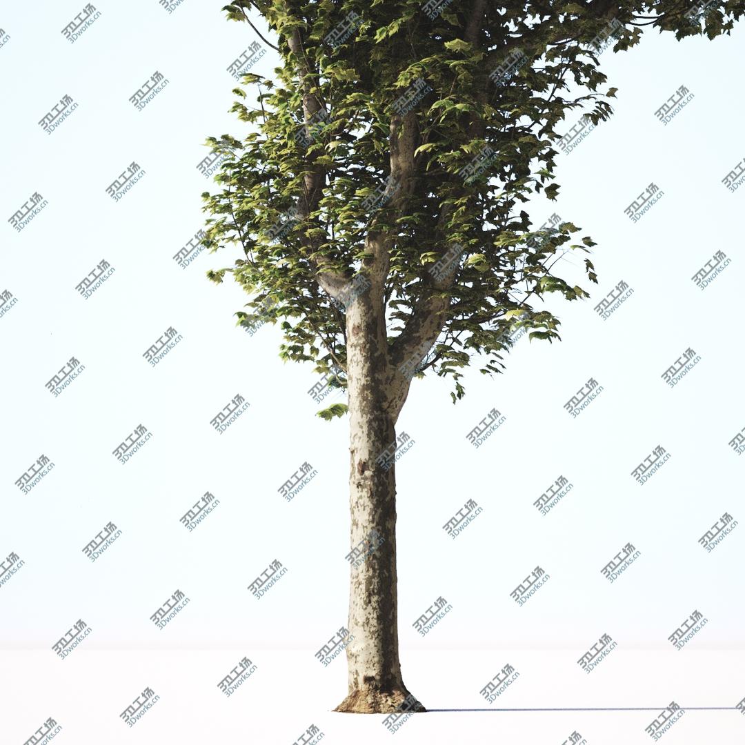 images/goods_img/202105071/3D Pollarded Plane Trees model/5.jpg